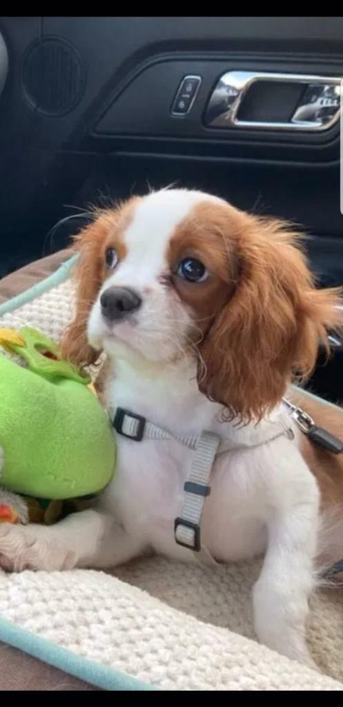 king charles spaniel gumtree
